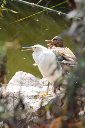 iNaturalist observation photo of Snowy Egret