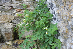 Pseudofumaria alba alba