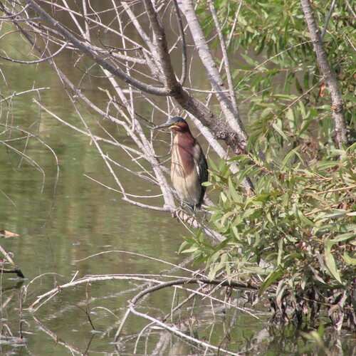 iNaturalist observation photo of Green Heron