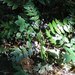 Dull Oregon Grape - Photo (c) Meggar, some rights reserved (CC BY-SA)