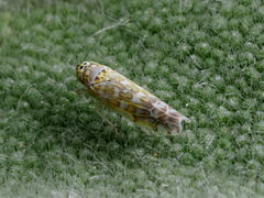 Eupteryx decemnotata