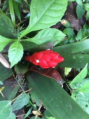 Guzmania desautelsii