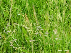 Phalaris canariensis