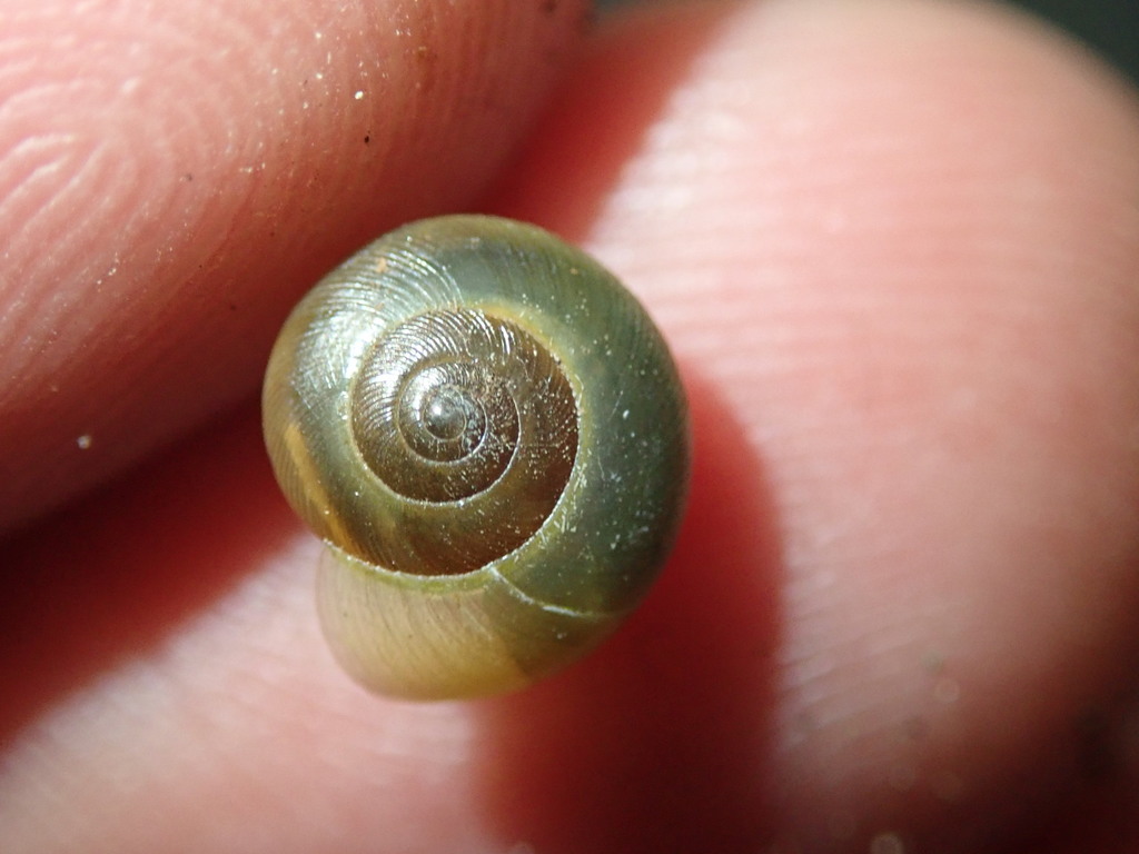 Helicina foveata