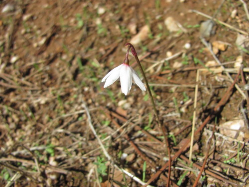 Autumn snowflake (Acis autumnalis)