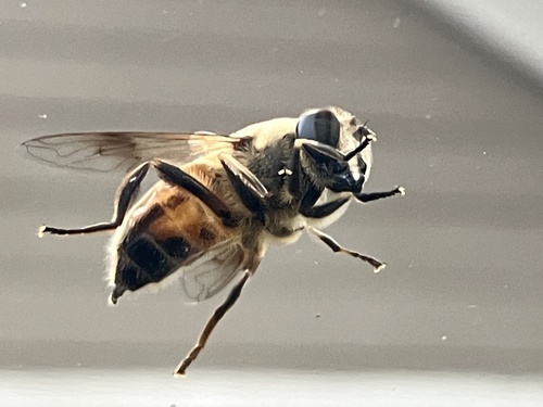 Unknown species found near Oakhurst Terr, Decatur, GA, US