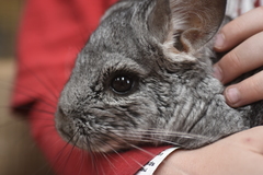 Chinchilla lanigera