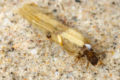 Limnephilus assimilis