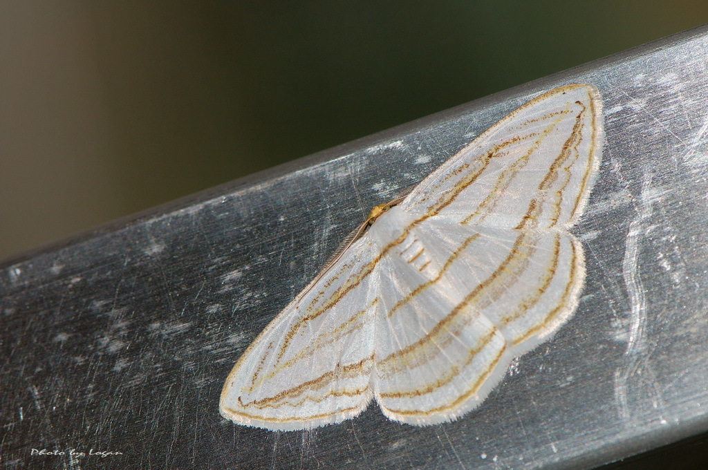 Orthocabera