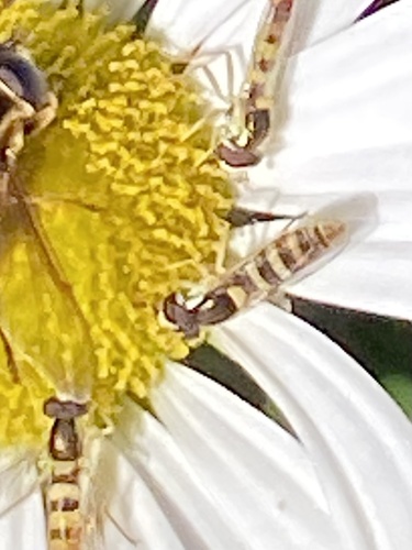 Unknown species found near Mason St, Saugatuck, MI, US