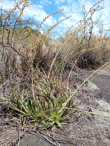 Dyckia floribunda, photograph 2