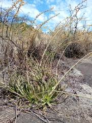 (c) Matias Baranzelli, some rights reserved (CC BY) Dyckia floribunda, photograph (c) Matias Baranzelli, some rights reserved (CC BY)