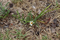 Noticastrum diffusum