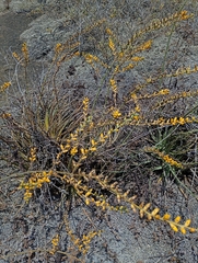 (c) Matias Baranzelli, some rights reserved (CC BY) Dyckia floribunda, photograph (c) Matias Baranzelli, some rights reserved (CC BY)