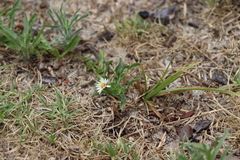Noticastrum diffusum