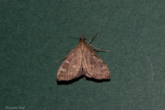 Mnesictena marmarina