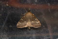 Mnesictena marmarina