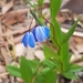Australian Bluebell - Photo (c) Kaitlyn, some rights reserved (CC BY-NC), uploaded by Kaitlyn