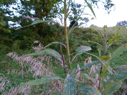 Verbesina alternifolia