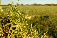 Cissus palmata