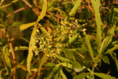 Cissus palmata