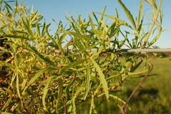 Cissus palmata
