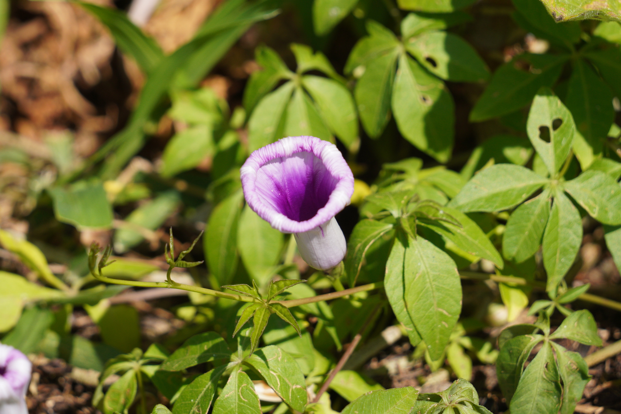 Ipomoea cairica