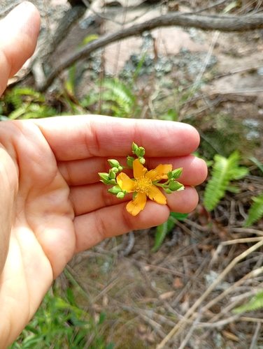 Hypericum connatum (Hypericum connatum)