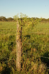 Cissus palmata