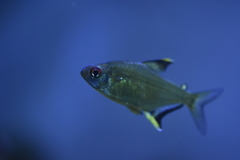 Hyphessobrycon pulchripinnis