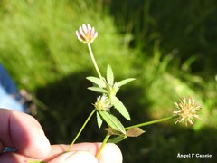 Trifolium strictum