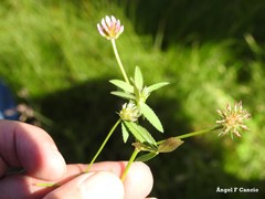 Trifolium strictum