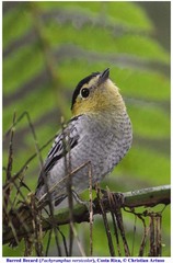 Pachyramphus versicolor