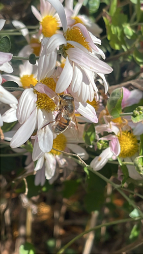 Unknown species found near Boston Post Rd, Madison, CT, US