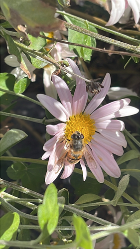 Unknown species found near Boston Post Rd, Madison, CT, US