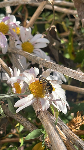 Unknown species found near Boston Post Rd, Madison, CT, US