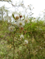 Mimosa farinosa, photograph Matias Baranzelli, CC BY, iNaturalist via GBIF