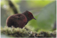 Cranioleuca erythrops