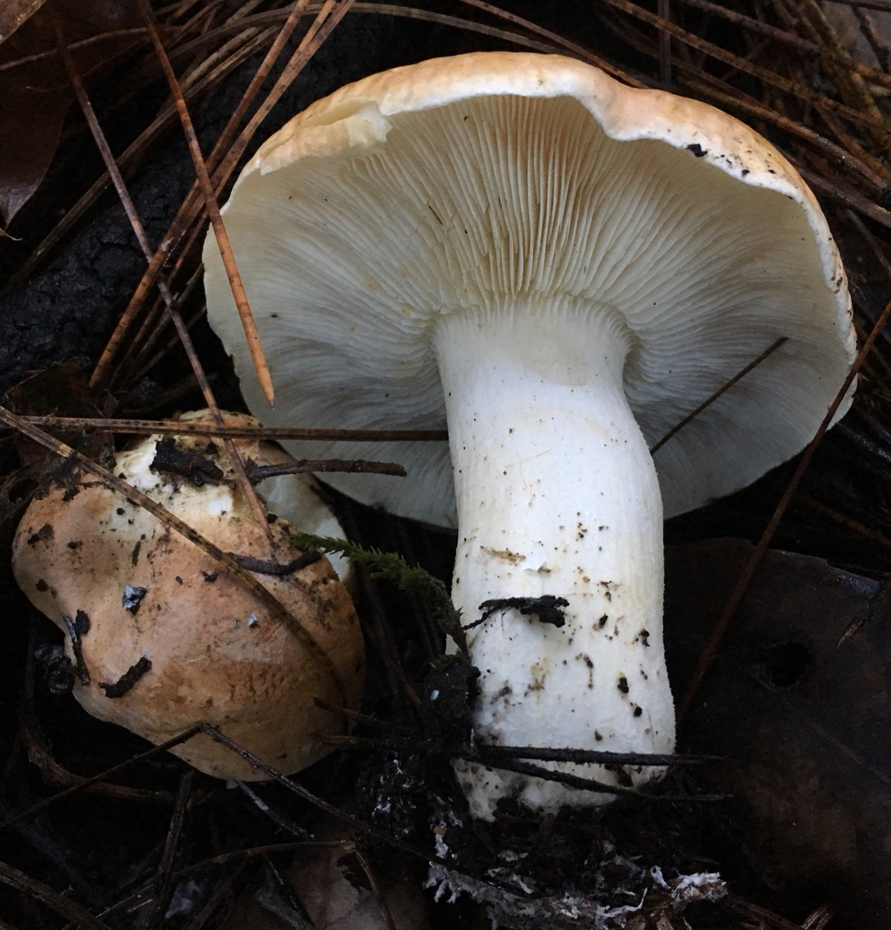 Leucopaxillus gentianeus image