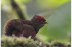 Cranioleuca erythrops