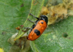 Clytra