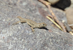Liolaemus monticola