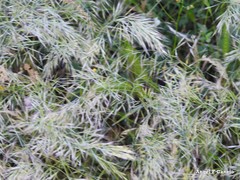 Festuca geniculata