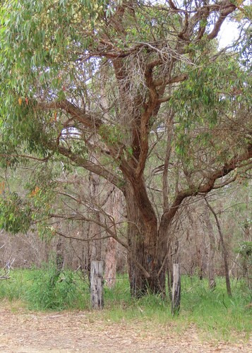 Eucalyptus globoidea