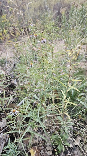 Eurybia glauca, photograph 5