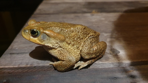 Rusty Toad