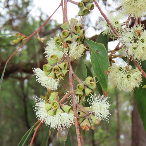 Eucalyptus globoidea 2