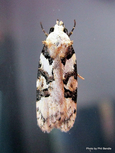 Izatha epiphanes (Meyrick, 1884)