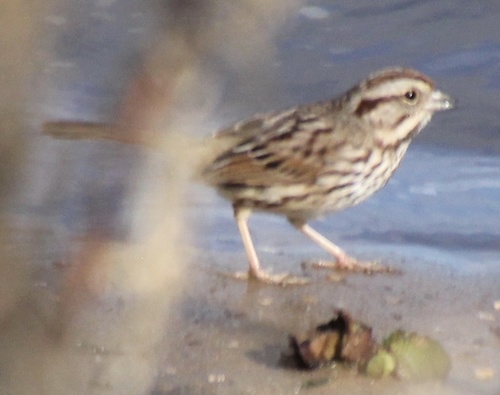 Song Sparrow photographed in Alabama