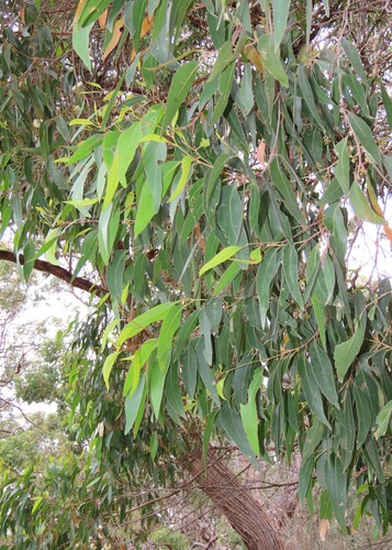 Eucalyptus globoidea 3